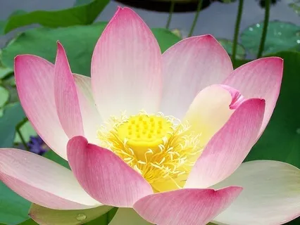 Difficult Emotions: Body As Foundation