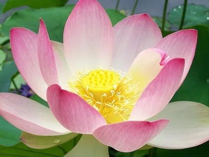 Difficult Emotions: Developing Patience Towards Impatience