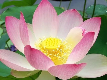 Difficult Emotions: No Mud No Lotus