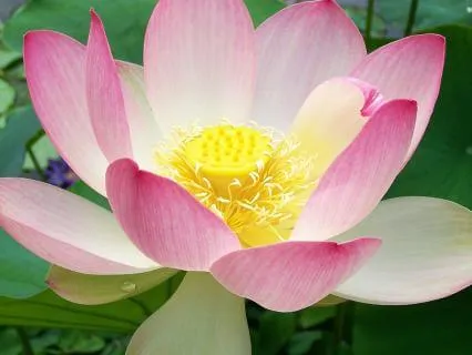 Difficult Emotions: Soft Belly, Steady Earth