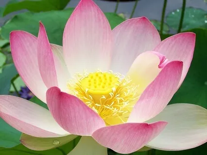 Difficult Emotions: Soften, Soothe, Allow At A Safe Distance