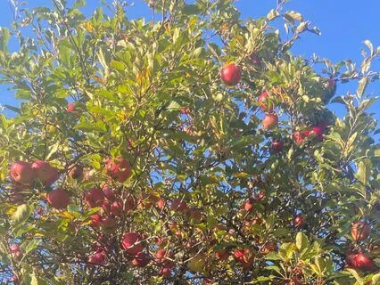 Digestion Mindfulness (Before Eating)