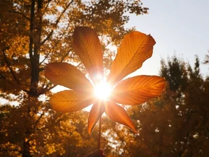 დილის მედიტაცია პოზიტიური აფირმაციებით