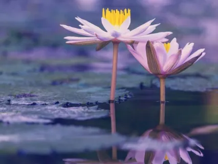 Diminish Your Feeling Of Loneliness Meditation