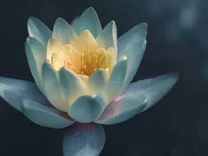 Directional Compassion – Expanding The Heart’s Reach