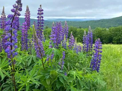 Dirgha Breath For Calm And Grounding