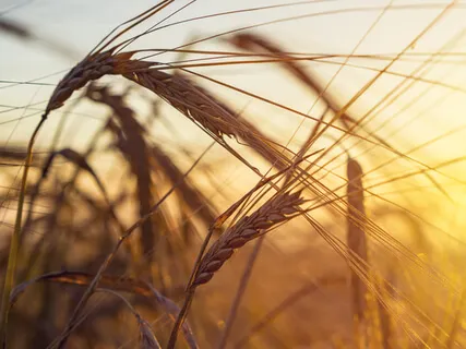 Dirgha Pranayama: Three-Part Yogic Breathing