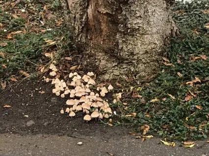 Discover & Meet Your Spirit Animal Guides