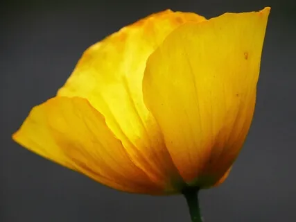 Discover Your Healthy Core (Extended Version)