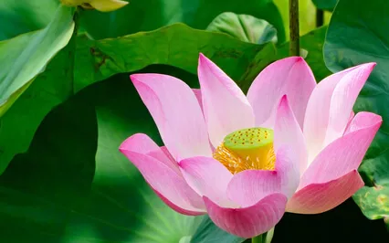 Discover Your Soul Purpose: Soul Activation Meditation