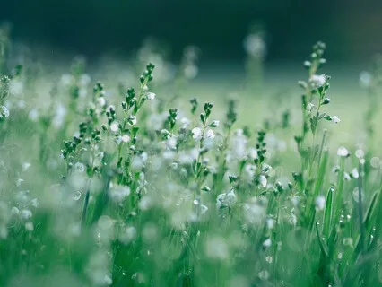 Discovering Joy Meditation