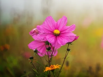 Discovering The Bliss Inside