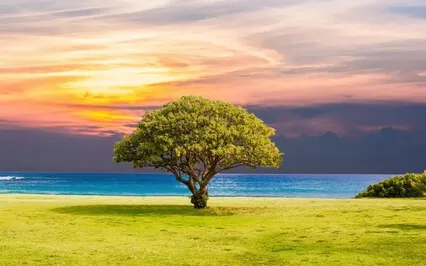 Discovering The Tree Of Life (Long Bedtime Sleep Story)