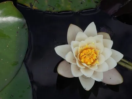 Discovering Your Own Lovingkindness Phrases