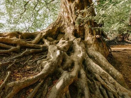 Discovering Your Roots