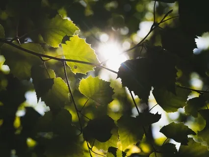 Discovery Contemplation