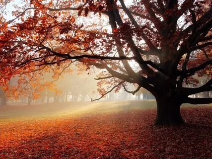 Discovery: Grounding Meditation With Adhi Mudra