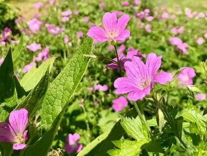 Disengage, To Prevent Exhaustion