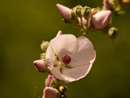 Dismantle Manipulation & False Narratives • No Music