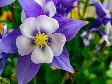 Dispassion Is Mind Like A Mirror That Does Not Cling