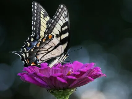 Dispel Fear Short Meditation