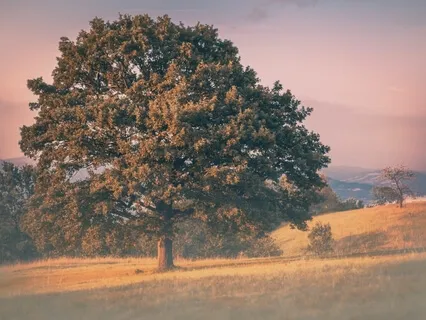 Dissecting The Wisdom Of Shaltazar - Introduction