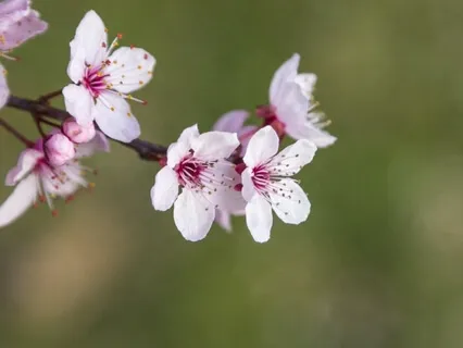 Dissolve Difficult Emotions  - 5 Minute Daily Insight