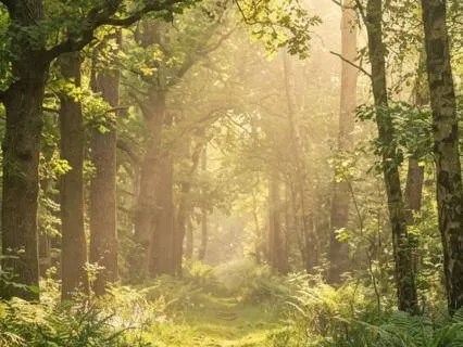 Dissolving Into Light: A Whispered Meditation For Bliss