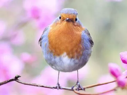 Distant Glow — gentle guitar for deep relaxation