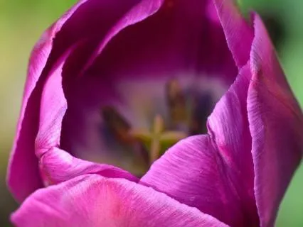 Distant Reiki From Hawaii; For The Root Chakra