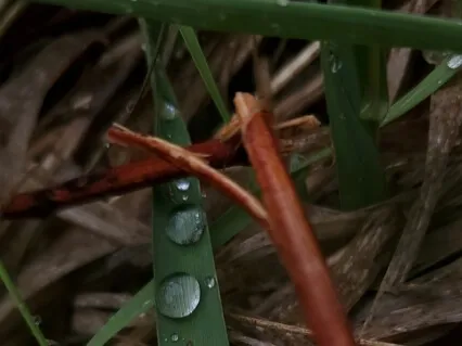 Distant Waterfalls & Birdsong- Peaceful Forest Bathing