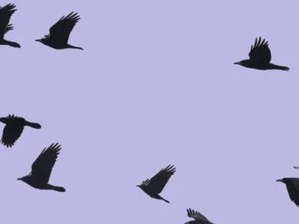 Divergent Witchcraft