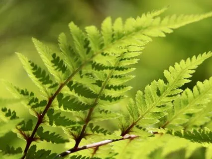 Divine Alignment For Embodying Awakening