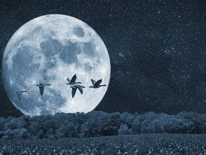 Divine Blueprint Healing