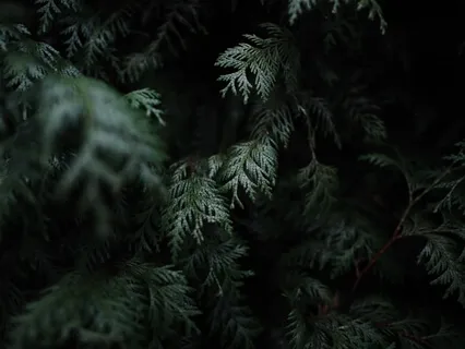 Divine Dreams - The Secret Forest