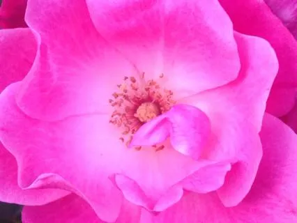 Divine Feminine Affirmations