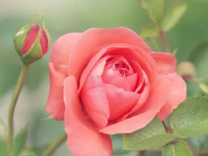 Divine Feminine Affirmations