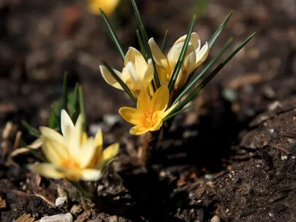 Divine Feminine Awakening Meditation