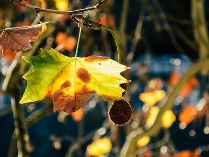 Divine Feminine Energy Meditation For Sleep