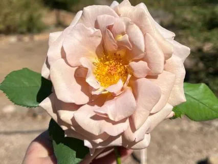 Divine Feminine Goddess Affirmation Journey