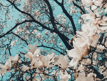 Divine Feminine Grounding & Protection Meditation