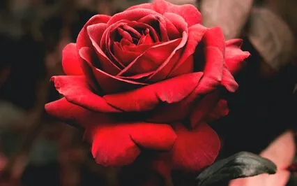 Divine Feminine Healing With Mary Magdalene