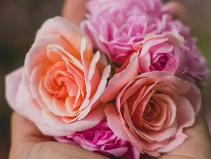 Divine Feminine Meditation With The Rose Healing Ray