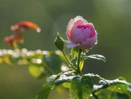 Divine Feminine Radiance Meditation