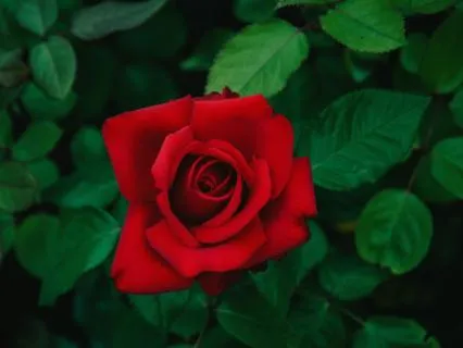 Divine Feminine Sensuality Embodiment