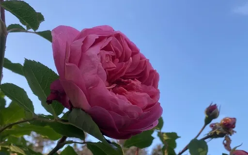 Divine Feminine Yoga Nidra