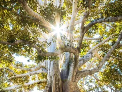 Divine Flow And Miracle Consciousness Transmission