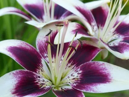 Divine Flow: Trust & Surrender Affirmations