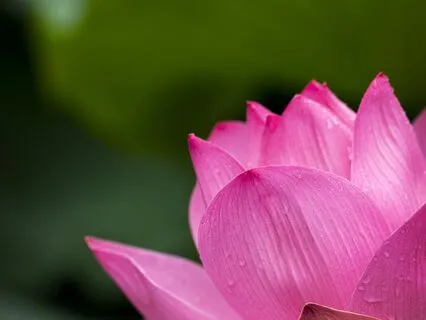 Divine Freedom For Embodying Awakening