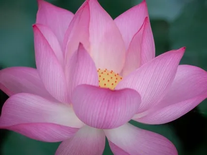 Divine Mother Meditation